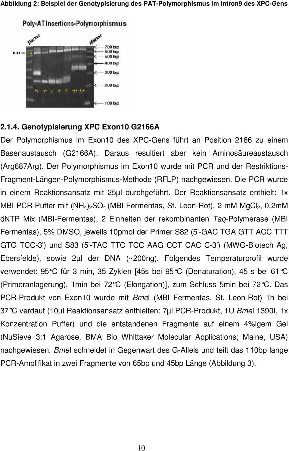 Der Polymorphismus im Exon10 wurde mit PCR und der Restriktions- Fragment-Längen-Polymorphismus-Methode (RFLP) nachgewiesen. Die PCR wurde in einem Reaktionsansatz mit 25µl durchgeführt.