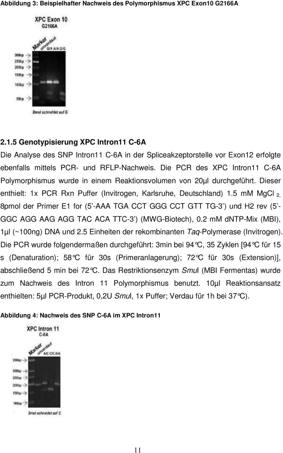 Die PCR des XPC Intron11 C-6A Polymorphismus wurde in einem Reaktionsvolumen von 20µl durchgeführt. Dieser enthielt: 1x PCR Rxn Puffer (Invitrogen, Karlsruhe, Deutschland) 1.