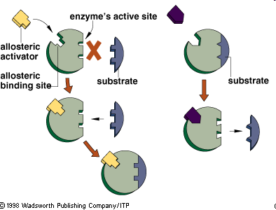 3.4 Allosterische Hemmung Neben dem aktiven Zentrum haben bestimmte Enzym-Moleküle eine weitere Bindungsstelle, das allosterische Zentrum.
