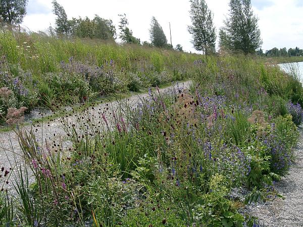 Bildnachweis: GMH/Bettina Banse Lebendige Gärten mit heimischen Stauden (GMH/BdS) Sie blühen am Wegesrand, in Wiesen und an Böschungen.