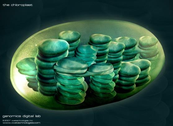 Konzepte: Pflanzliche Zellen Typisch: Plastiden Plastiden sind die pflanzlichen Organellen ( Zellorgane ) Meist grün gefärbt, für Photosynthese verantwortlich (Chloro- Plasten, von griech.