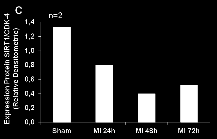 Ergebnisse sion im Vergleich mit den Daten der sham operierten Tieren detektiert werden (Abb. 44A).