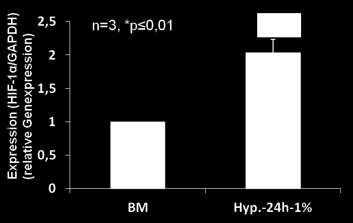 Ergebnisse Hypoxiebehandlung nach 24, 48 und 72 h, geerntet. Als Kontrolle dienten jeweils ruhende HCAEC-Zellen in Basalmedium (BM).