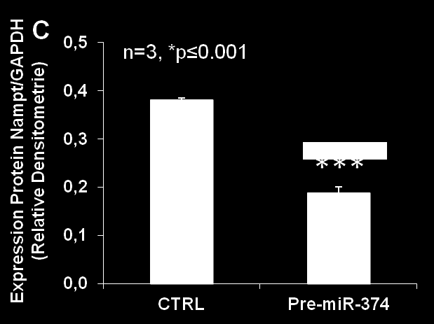 Ergebnisse Abbildung 30: Expression von Nampt nach Überexpression mit pre-mirna-374 in humanen Koronarendothelzellen Überexpression von mirna-374 in humanen Koronarendothelzellen (HCAECs) durch
