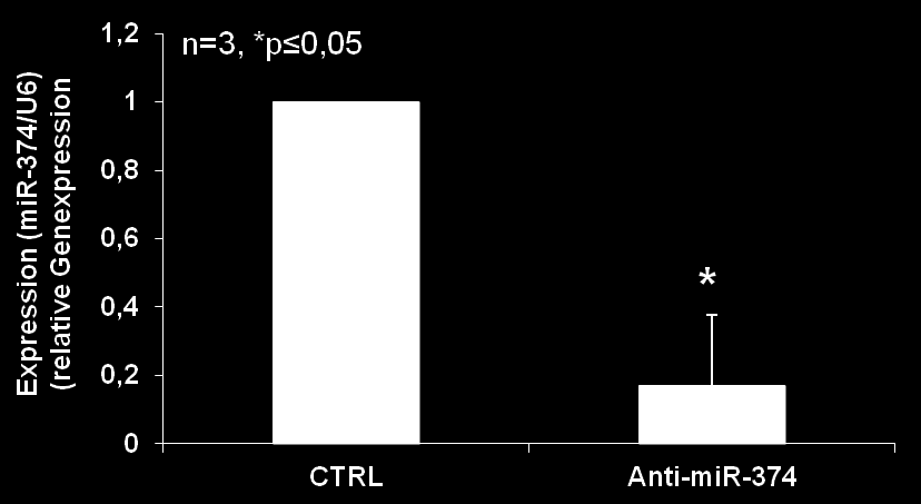 Ergebnisse Abbildung 33: Knock-down von mirna-374 in humanen Koronarendothelzellen Knock-down von mirna-374 in humanen Koronarendothelzellen (HCAECs) durch reverse Transfektion mit anti-mirna-374 im