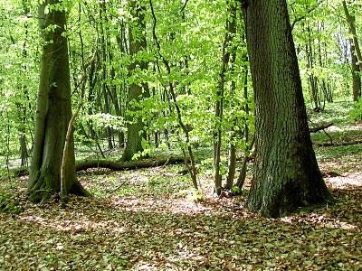 4 Biodiversitätskonzept Im Stadtwald Göttingen ist seit 80 Jahren die Naturnähe ein Grundprinzip waldbaulichen Handelns.