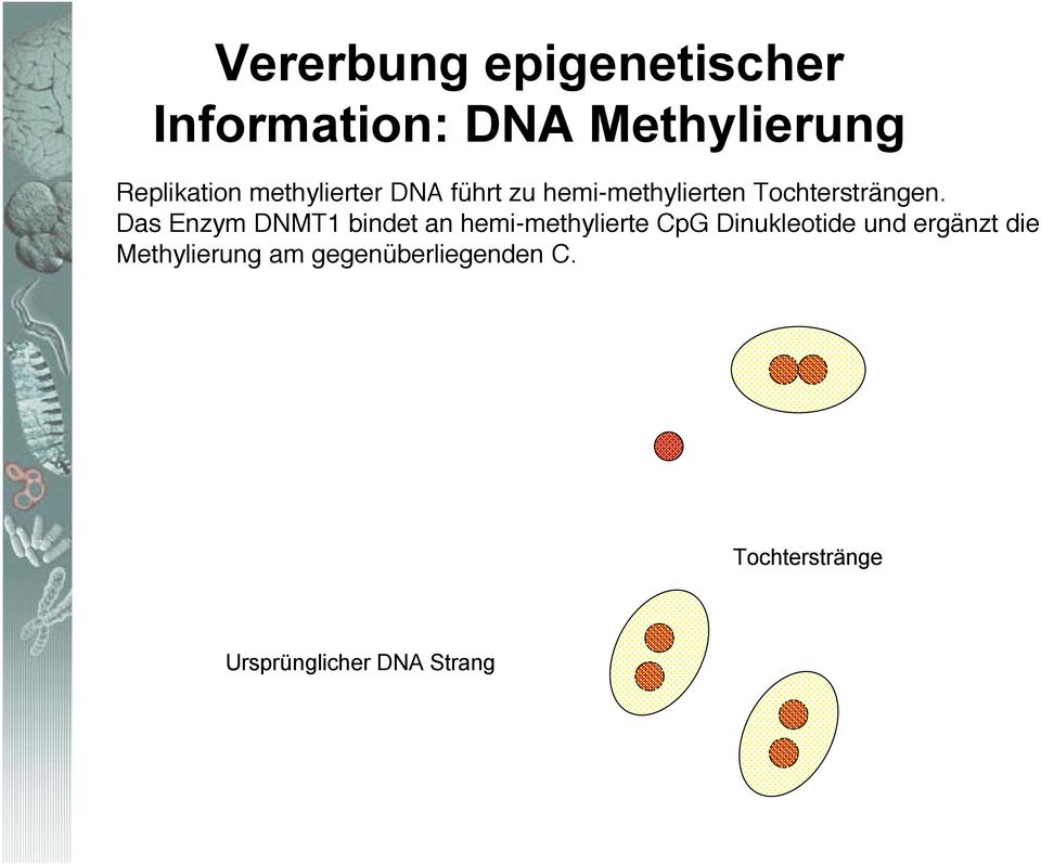 Das Enzym DNMT1 bindet an hemi-methylierte CpG Dinukleotide und