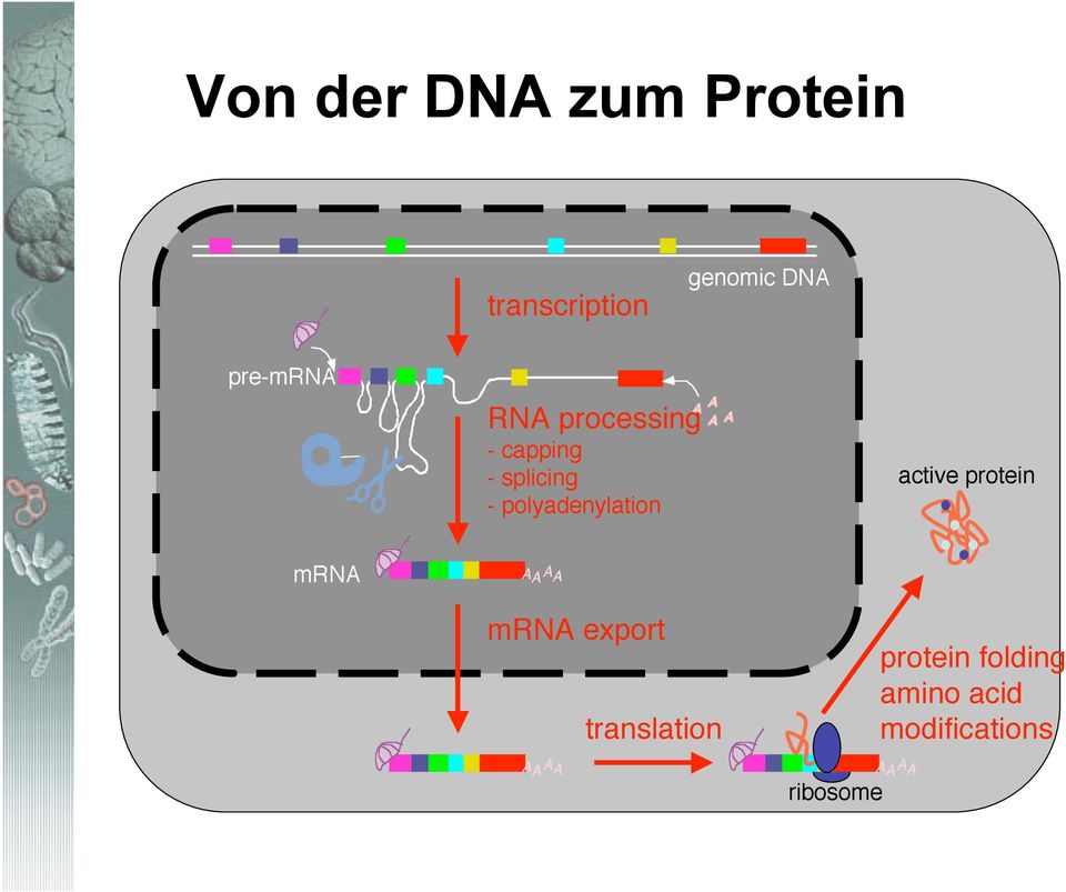 polyadenylation active protein mrna AA A A mrna export
