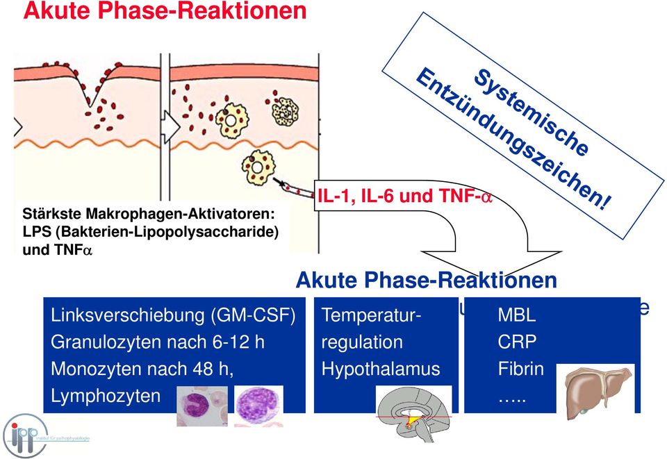 Phase-Reaktionen Leukozytose Fieber akute Phase-Proteine Linksverschiebung