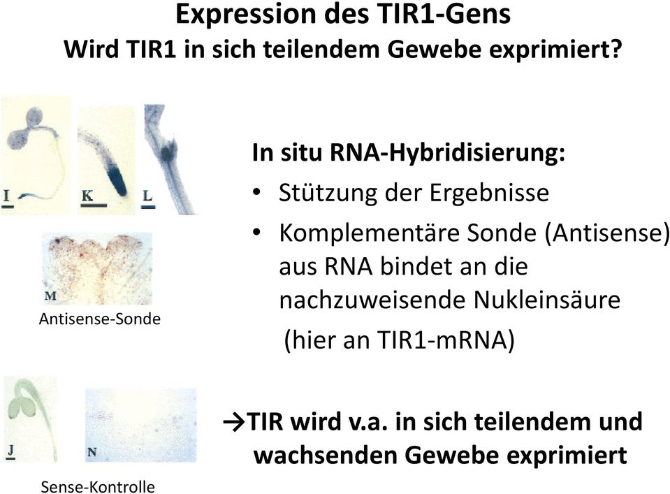 Komplementäre Sonde (Antisense) aus RNA bindet an die nachzuweisende