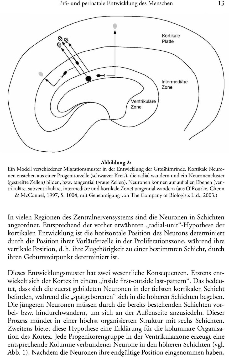 Neuronen können auf auf allen Ebenen (ventrikuläre, subventrikuläre, intermediäre und kortikale Zone) tangential wandern (aus O Rourke, Chenn & McConnel, 1997, S.