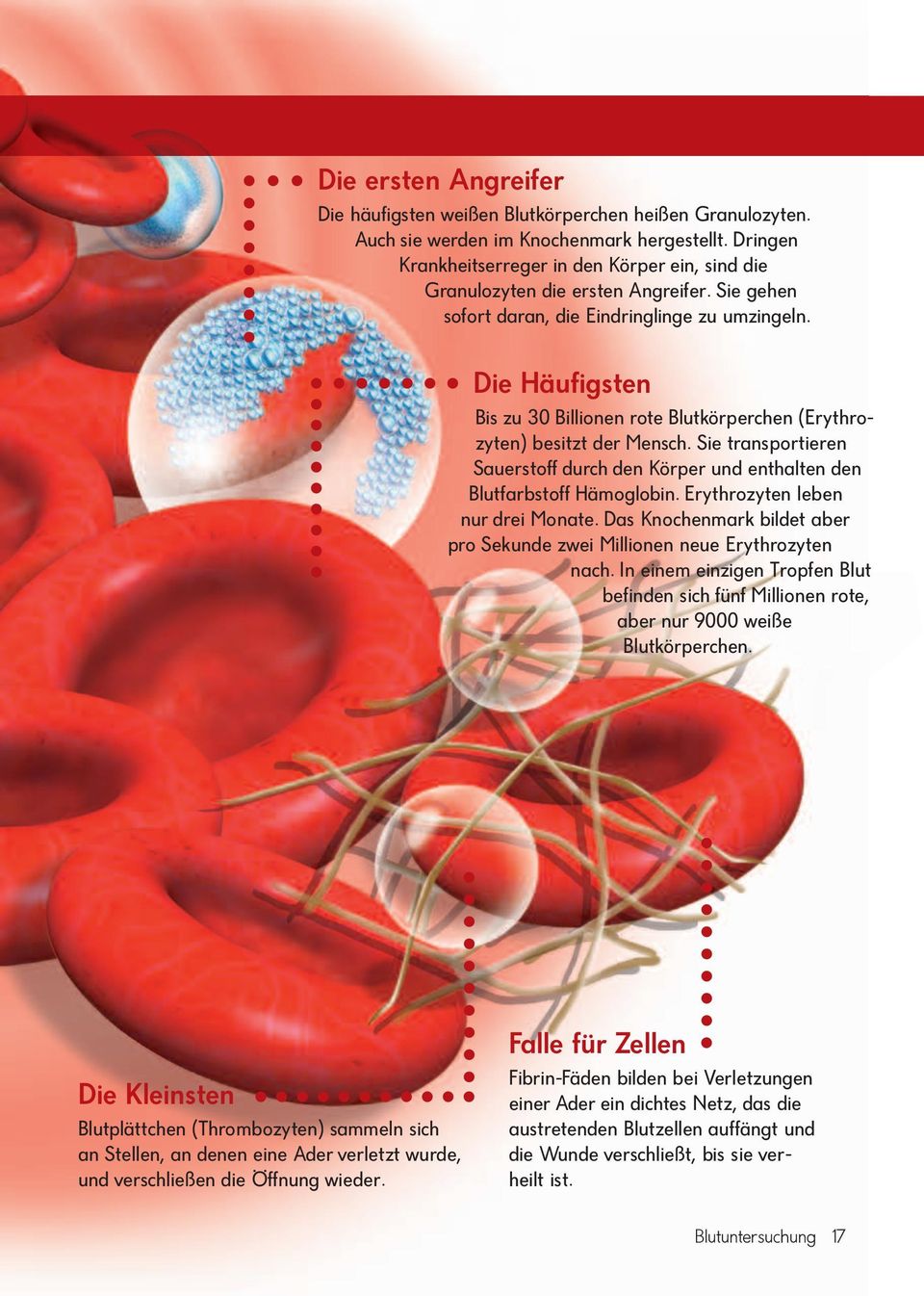 Die Hä u fig sten Bis zu 30 Bil lio nen rote Blutkörperchen (Ery throzyten) be sitzt der Mensch. Sie transportieren Sau er stoff durch den Kör per und enthalten den Blutfarbstoff Hämoglobin.