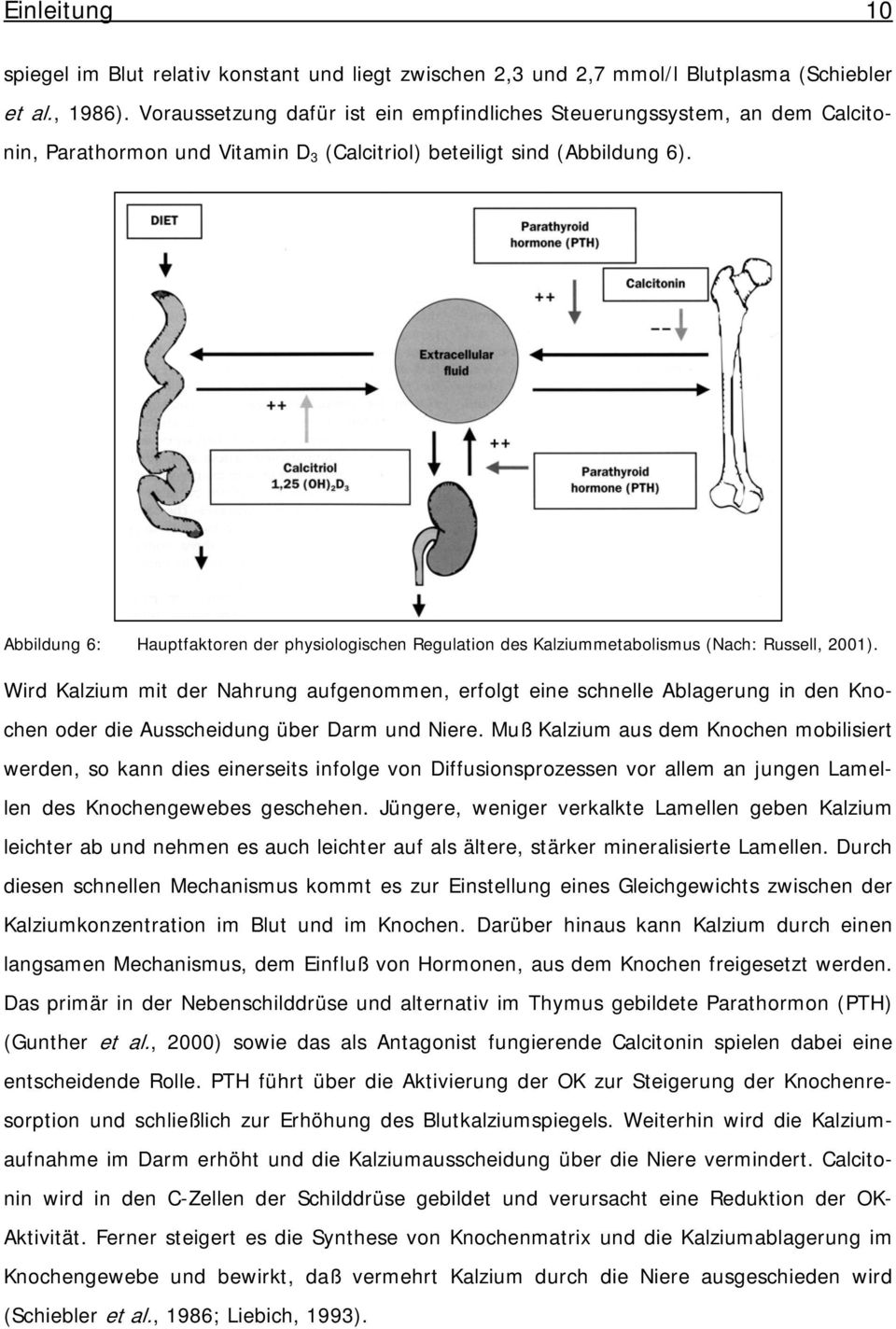 Abbildung 6: Hauptfaktoren der physiologischen Regulation des Kalziummetabolismus (Nach: Russell, 2001).