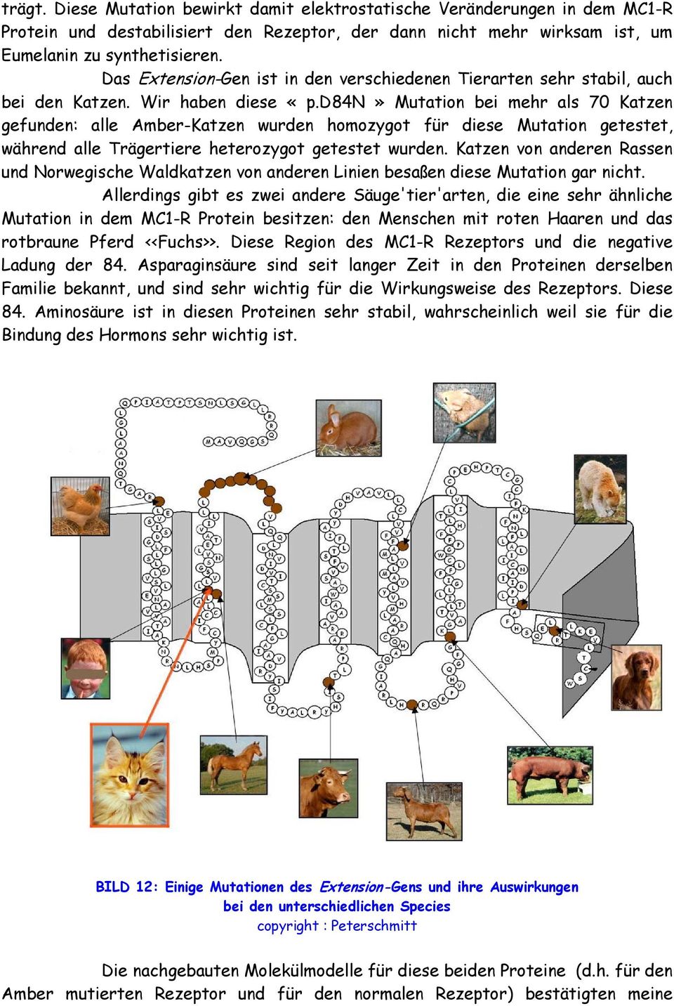 d84n» Mutation bei mehr als 70 Katzen gefunden: alle Amber-Katzen wurden homozygot für diese Mutation getestet, während alle Trägertiere heterozygot getestet wurden.