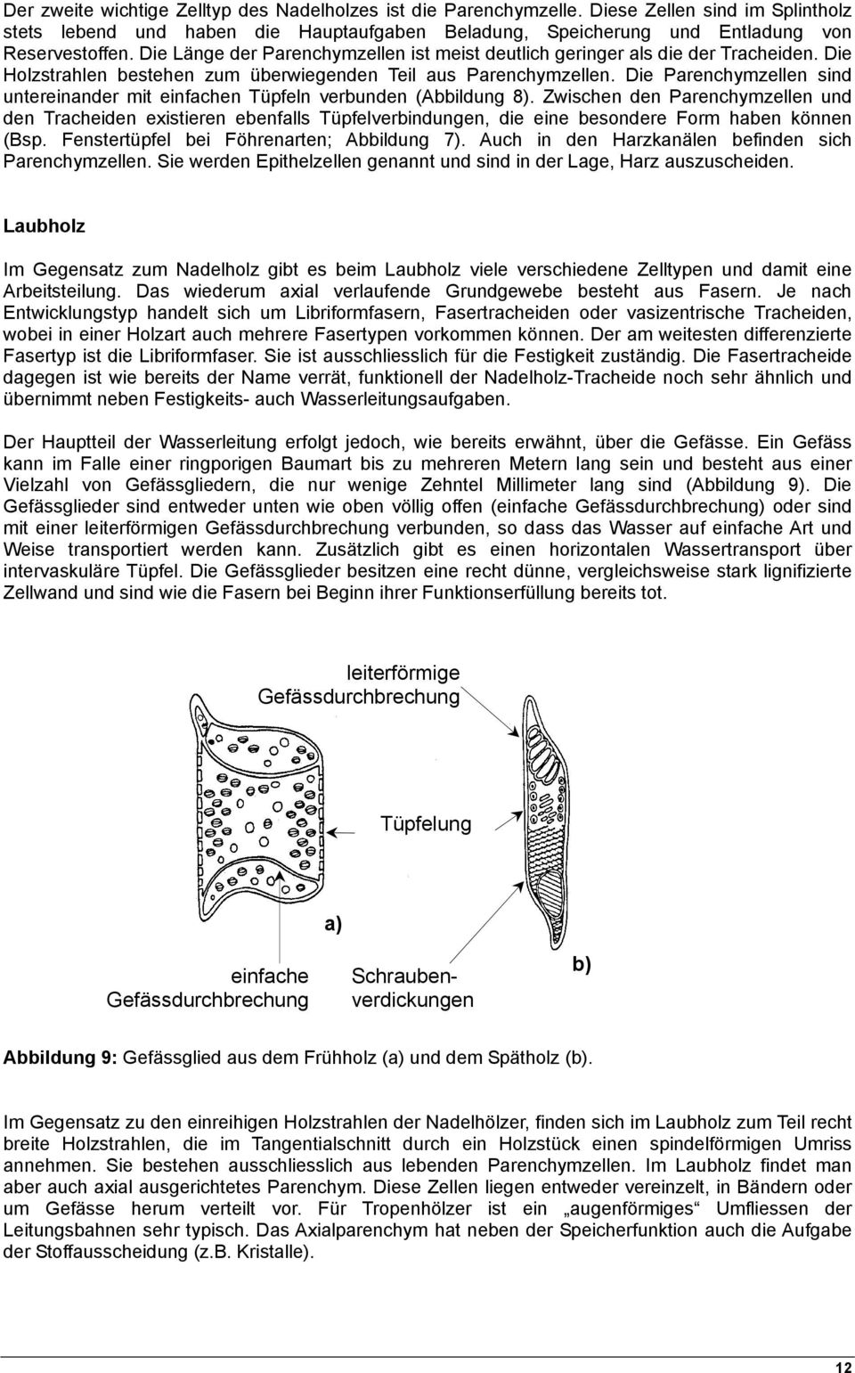 Die Parenchymzellen sind untereinander mit einfachen Tüpfeln verbunden (Abbildung 8).