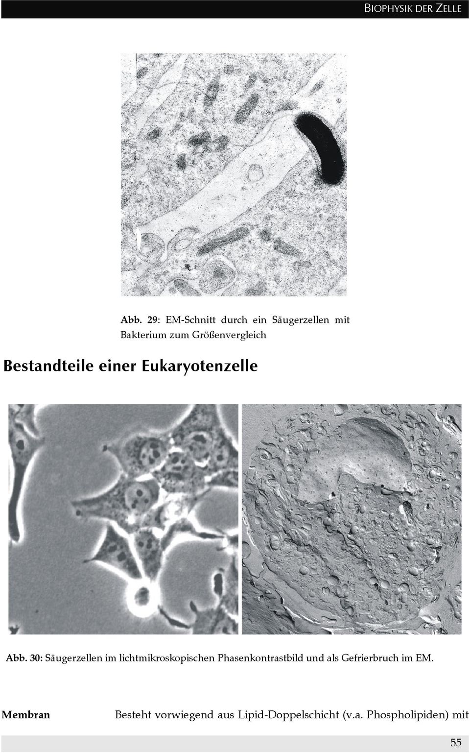 Bestandteile einer Eukaryotenzelle Abb.