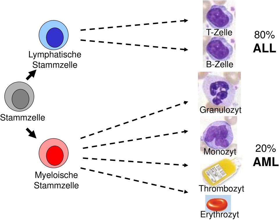 Granulozyt Myeloische Stammzelle