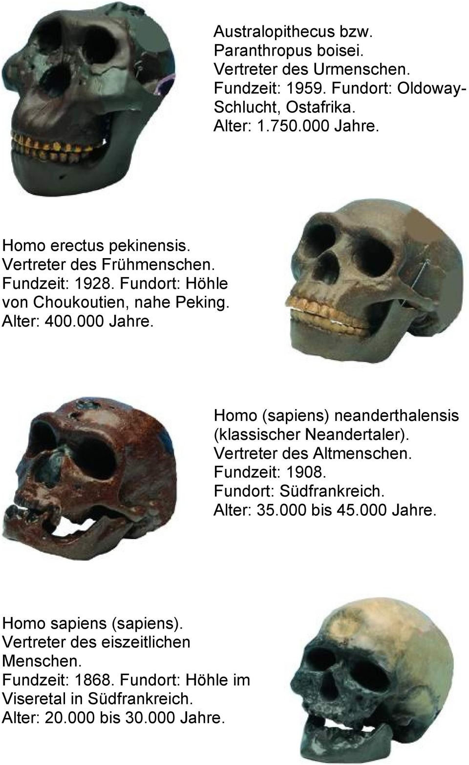 Homo (sapiens) neanderthalensis (klassischer Neandertaler). Vertreter des Altmenschen. Fundzeit: 1908. Fundort: Südfrankreich. Alter: 35.000 bis 45.