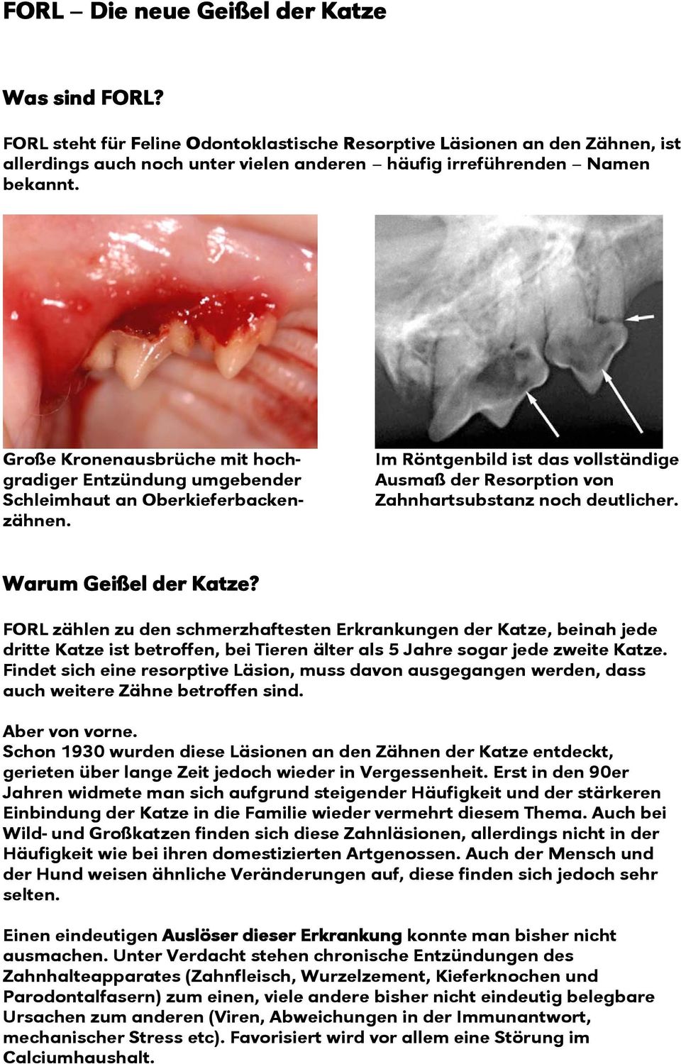 Große Kronenausbrüche mit hochgradiger Entzündung umgebender Schleimhaut an Oberkieferbackenzähnen. Im Röntgenbild ist das vollständige Ausmaß der Resorption von Zahnhartsubstanz noch deutlicher.
