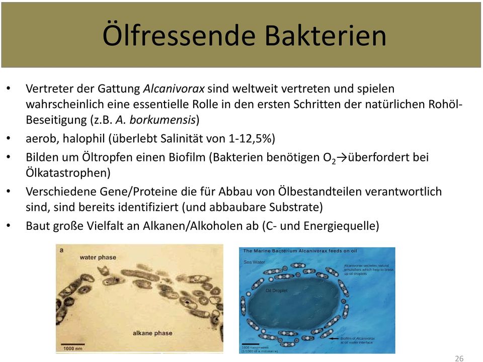 borkumensis) aerob, halophil (überlebt Salinität von 1 12,5%) Bilden um Öltropfen einen Biofilm (Bakterien benötigen O 2 überfordert bei