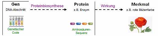 Ein Protein kann z. B. als Enzym die Bildung eines Merkmals (z.b. roter 9. Jgst.