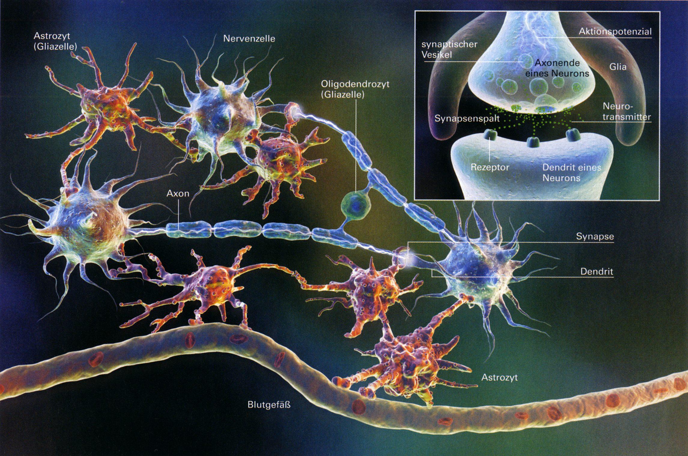 2 verschiedene Signalnetze im Gehirn Gliazellen hören mit und funken mit