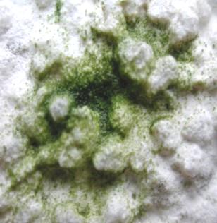 Algen + Pilze an der Fassade Grundlagen Mikroorganismen Bakterien Pilze