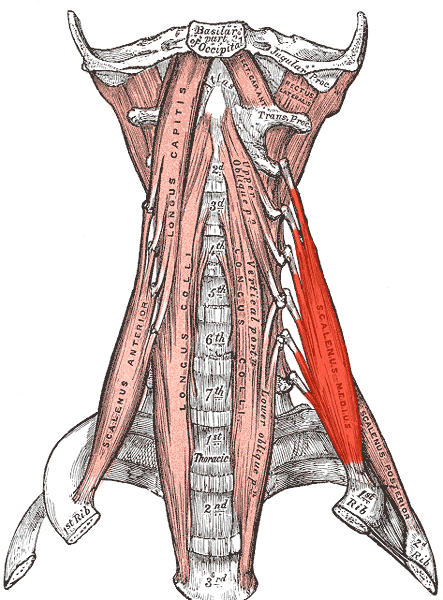 Beanspruchte Muskelpartien zum Zeitpunkt des Adjustments: Hals-, Nackenbereich M.