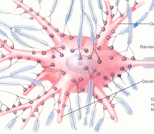 Bis zu 10 000 Synapsen auf der Nervenzelle Netter, Nervensystem