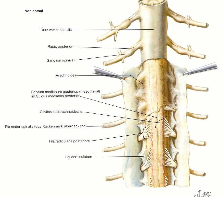 Rückenmarkshäute und Nervenwurzeln von dorsal (Netter,