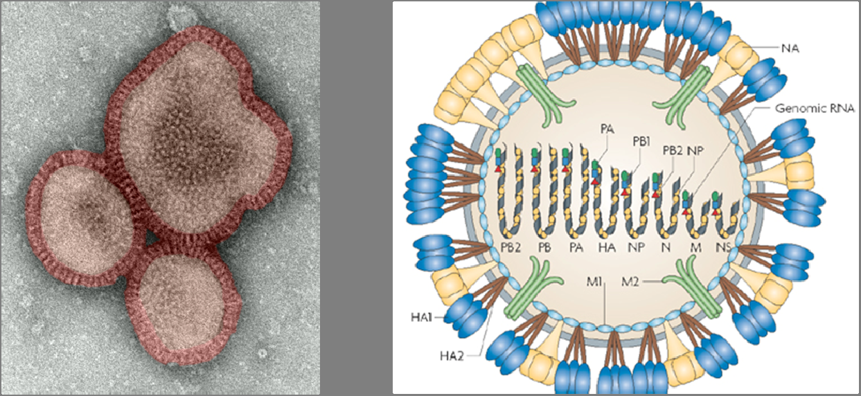 Einleitung Replikationszyklus den Export von neu synthetisierten RNP-Komplexen aus dem Zellkern reguliert (Palese und Shaw, 2007). Abb. 1: Morphologie von Influenza A Virionen.