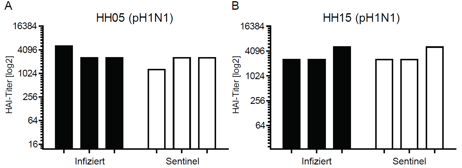 Ergebnisse Abb. 34: HAI-Titer im Serum von Frettchen nach der Infektion mit HH05 (ph1n1) oder HH15 (ph1n1) sowie im Serum von Sentineltieren im Aerosol-Transmissionsversuch.