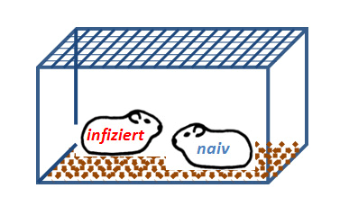 Methoden 3.4.6 Transmissionsversuche Meerschweinchen: Im Gegensatz zu Mäusen können Meerschweinchen Influenzaviren übertragen (1.3.2; Lowen et al., 2006).