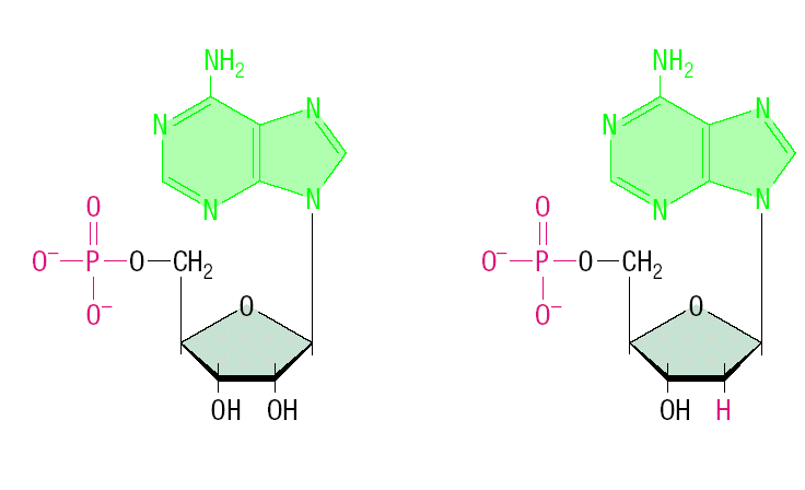 Adenosin-5 -monophosphat Adenosin-5 -monophosphat Adenosin-5