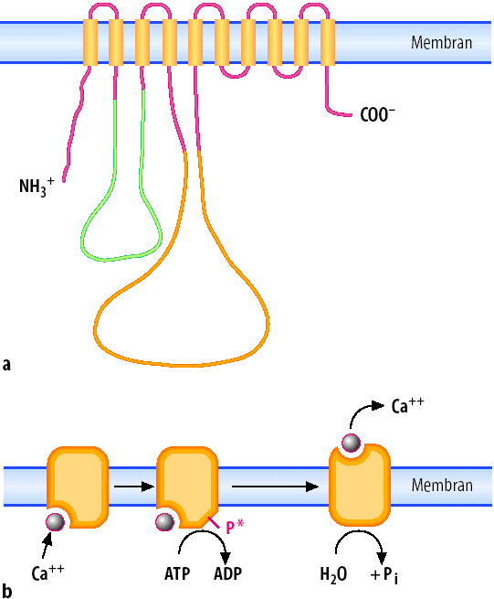 Ca-ATPase: primär aktiver