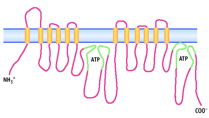 P-Glycoprotein, MDR (multi drug resistance) -Protein Gehört zur ABC- Transporter-