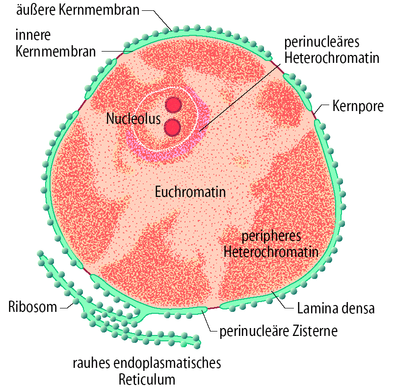 Zellkern Doppelmembran Kernporen Nucleolus Chromatin - Euchromatin (locker