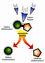 Laktosetoleranz Laktase-Enzyme