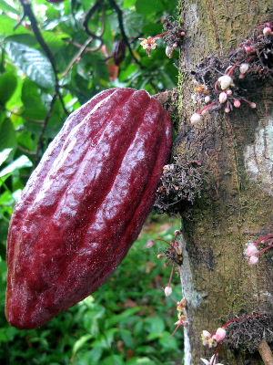 Kakaofrucht, direkt vom Baum Ghana Hypothese: natürlicherweise in Kakao enthalten, Ergebnisse