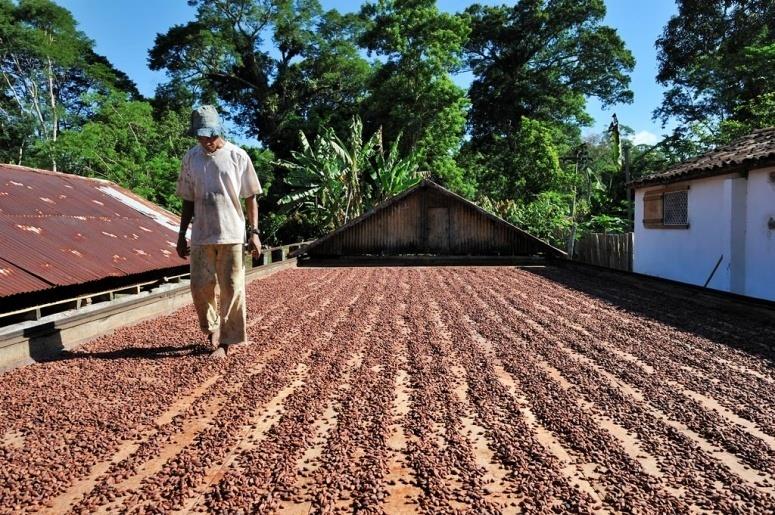 Kakaobohnen, vom Trocknungstisch