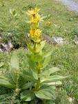 Sonnenhut VII - IX Nordamerika Echinos = Seeigel, wegen des stacheligen Blütenkopfes Steigerung der Abwehrkräfte Bienenweide Gentiana lutea Gelber Enzian VI - VII