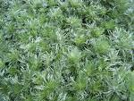 Artemisia absinthium Wermut VII - VIII, Nordafrika Förderung von Appetit, Verdauung und Menstruation, sowie Hilfe bei Kopfschmerzen, Gelbsucht und Entzündungen.