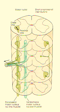 Abb. 2: Funktionelle Anordnung der medialen und lateralen cortikospinalen Bahnen des Rückenmarks; Ghez, Krakauer, 2000. Die Pyramidenbahnen haben ihren Ausgangspunkt im Motorischen Kortex (M1).