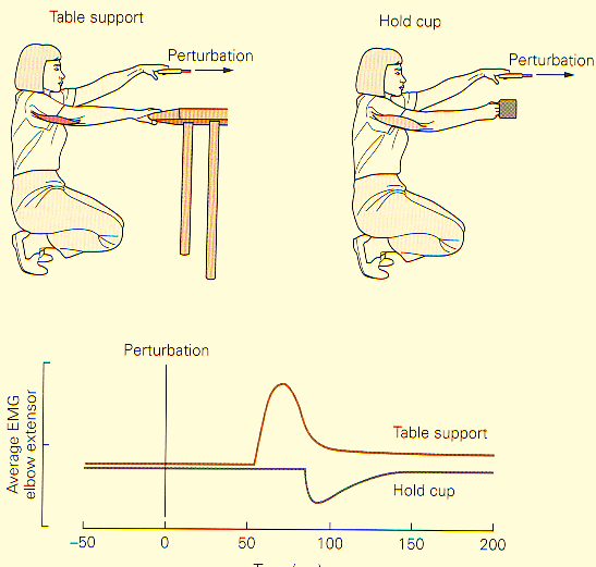 Arm auf dem Tisch zu stabilisieren, dann ist der M. triceps brachii aktiv.