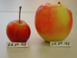Fruchtqualitätsparameter beim Apfel Äussere Qualität Innere Qualität - Sensorik Fruchtgrösse Fruchtfarbe Grundfarbe Deckfarbe