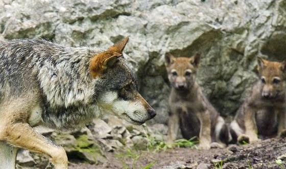 Tagblatt Online, 05. April 2013 12:43:35 St. Gallen stellt Wolf-Konzept vor Wölfe in einem Zoo (Archiv) (Bild: Keystone) Der Kanton St. Gallen rüstet sich für das Zusammenleben mit dem Wolf.