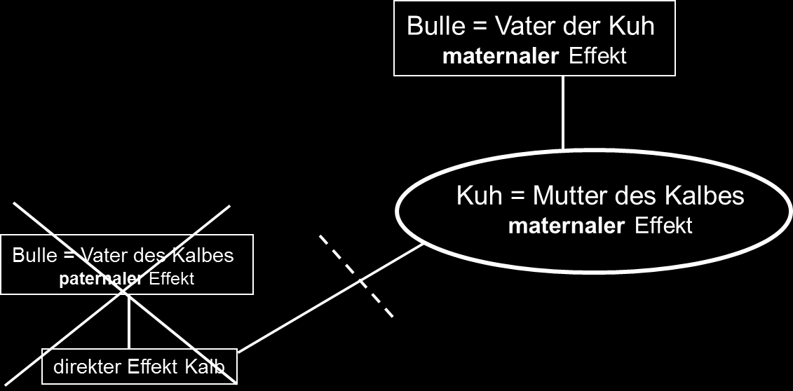 Darstellung der verwendeten Datenstruktur im Merkmal Geburtsverlauf Abstammungsdaten Ausgehend von allen Tieren mit Eigenleistung (Kalbung) wird die Abstammung für mindestens zwei Generationen
