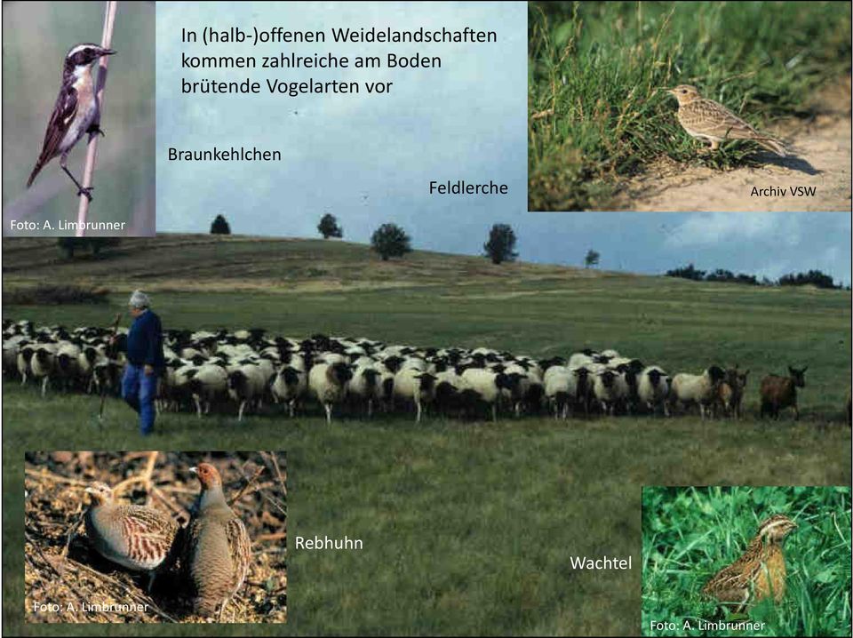 Braunkehlchen Feldlerche Archiv VSW Foto: A.