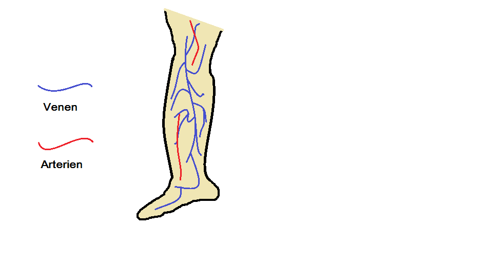 Was genau passiert in meinem Bein? Unsere Venen leisten jeden Tag Schwerstarbeit.