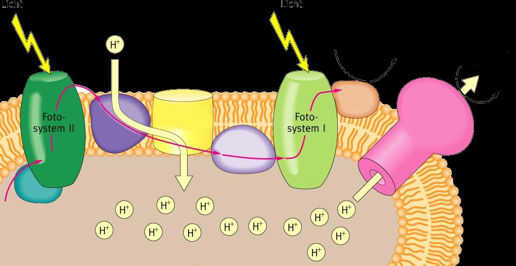 Lichtreaktion Stroma 7 NADP + NADPH+H + ADP+ 8 ATP H O Cytochomkomplex NADP + - Reduktase ATP-Synthase Photolyse O Thylakoidinnenraum Thylakoidmembran 7 8 Das Fotosystem II absorbiert Licht, löst